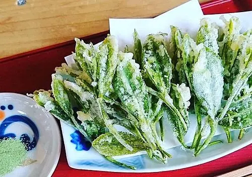 Hand-picking experience &amp; sprout tempura 2024