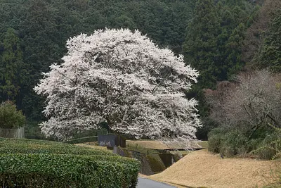 美杉薄墨桜（3）
