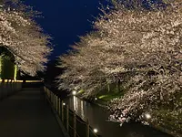 夜は静けさの中に浮かび上がる光の桜並木