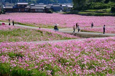とことめの里のコスモス（1）