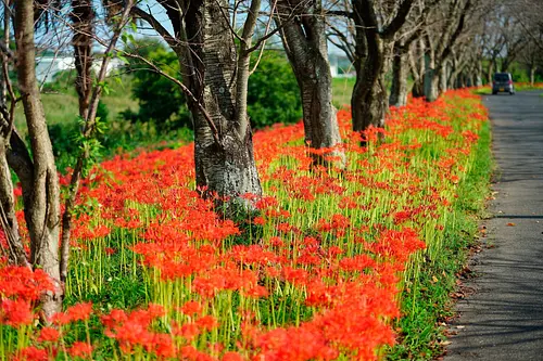 Spider lilies blooming along the Anogawa River in Kitakamiyama, geinocho