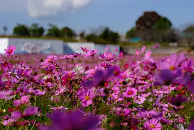 とことめの里のコスモス（2）