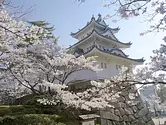 Fleurs de cerisier dans les ruines du château de Tsu