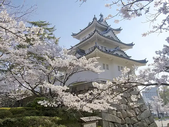 Cerezos en flor en las ruinas del castillo de Tsu