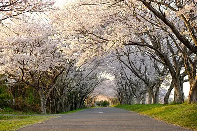 津北神山桜並木（1）