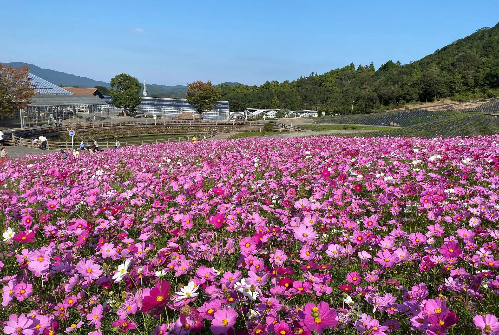 志摩市観光農園のコスモス