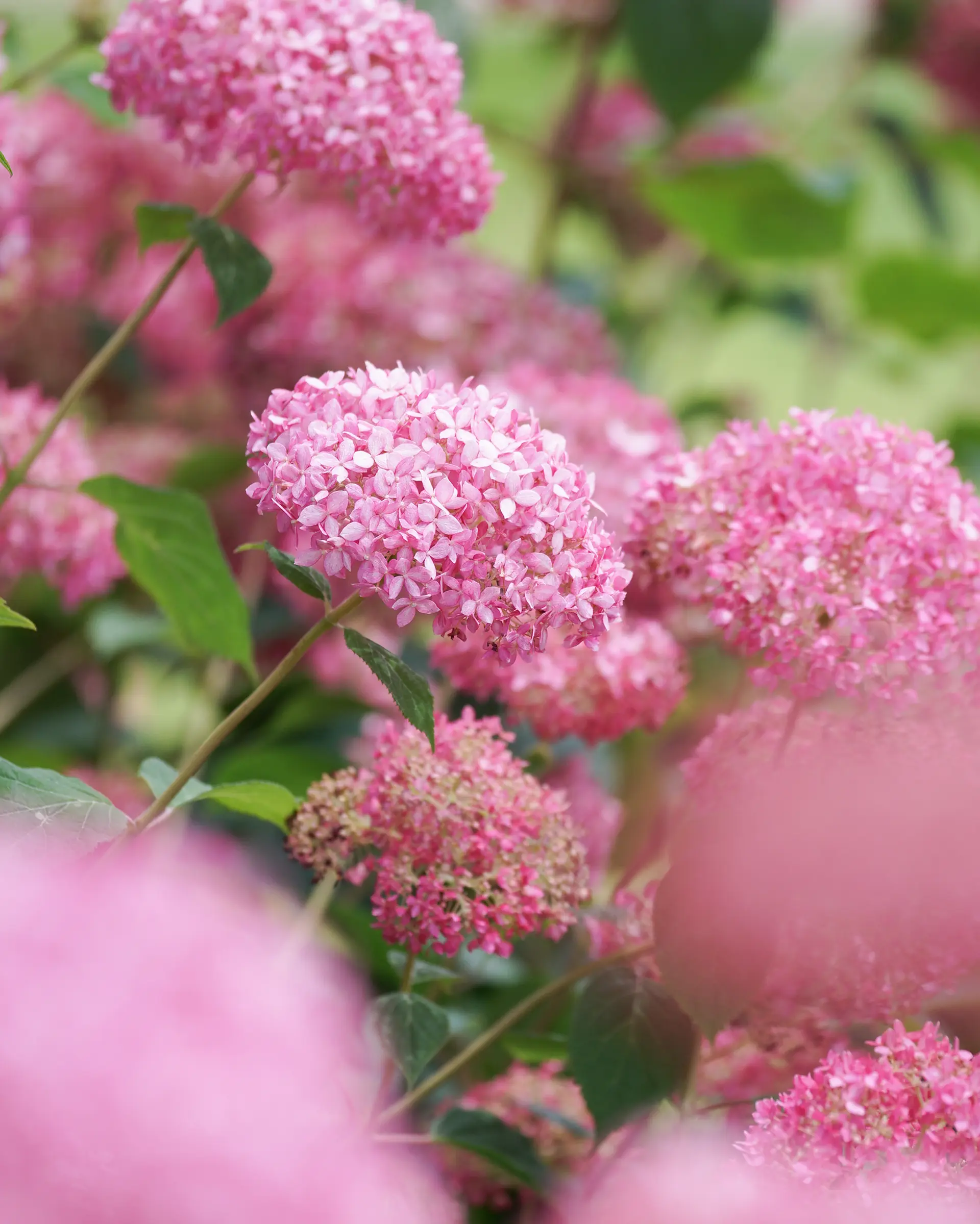 ピンクアナベル