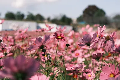 とことめの里のコスモス（3）