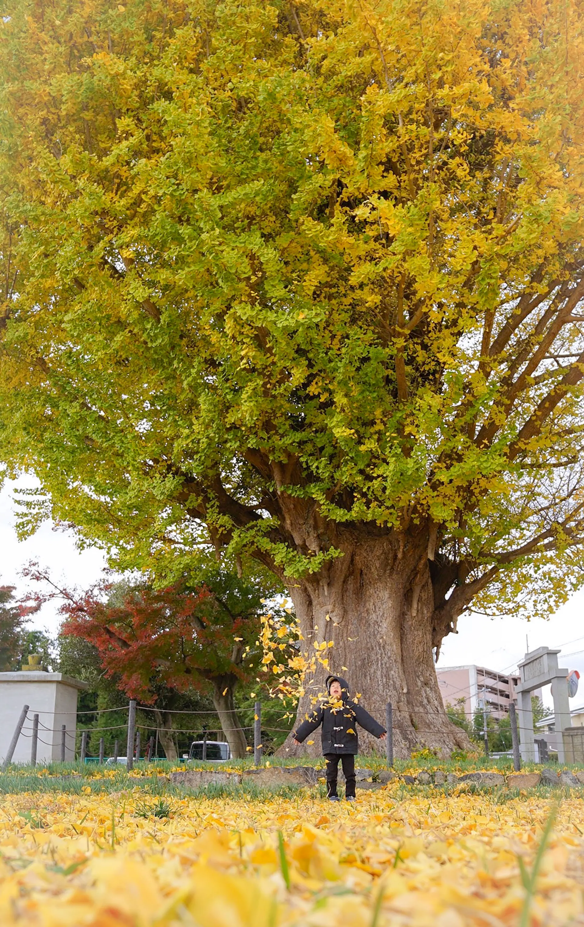 宗英寺のイチョウ