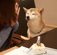 わんちゃんバースデーイメージ