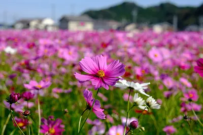 とことめの里のコスモス（4）