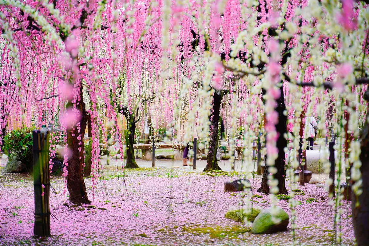 Weeping plum blossoms at Yuki Shrine
