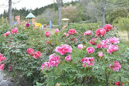 いなべ市農業公園のぼたん