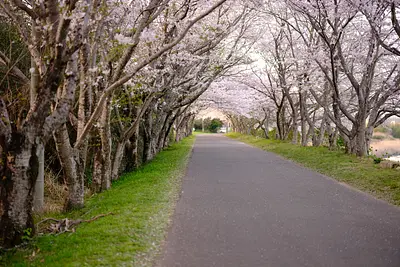 津北神山桜並木（3）