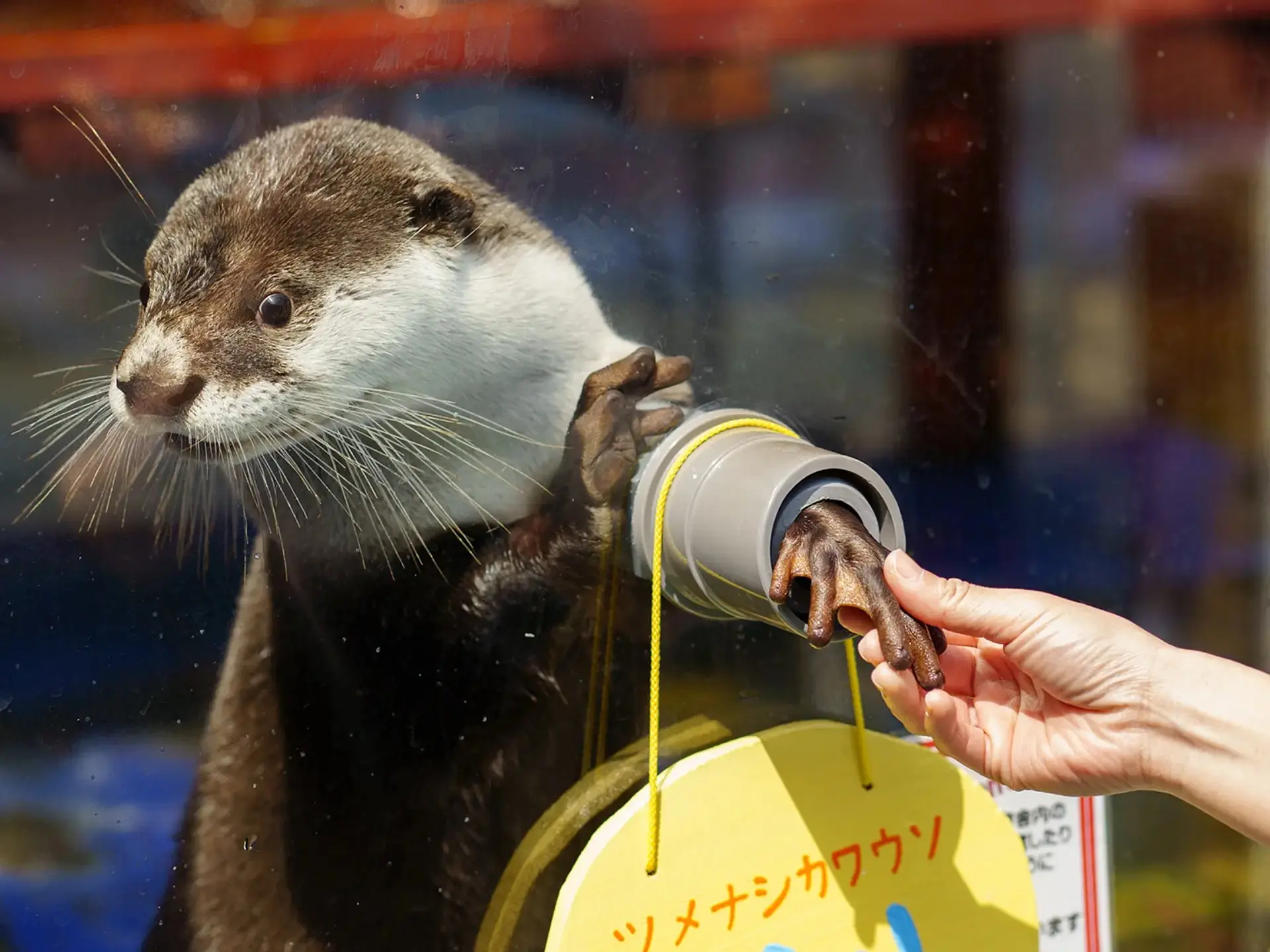 愛らしい見た目がたまらないツメナシカワウソ
