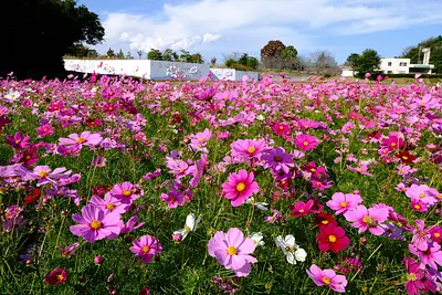 とことめの里のコスモス（5）