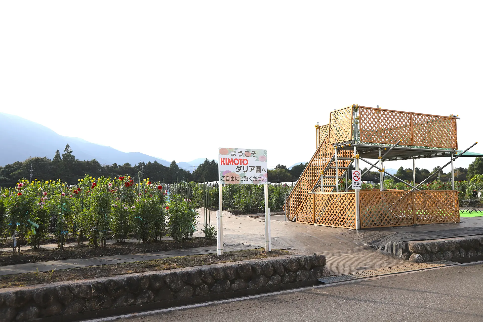 オレンジのダリア