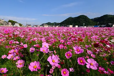 とことめの里のコスモス（6）