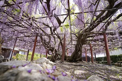 太巖寺的紫藤