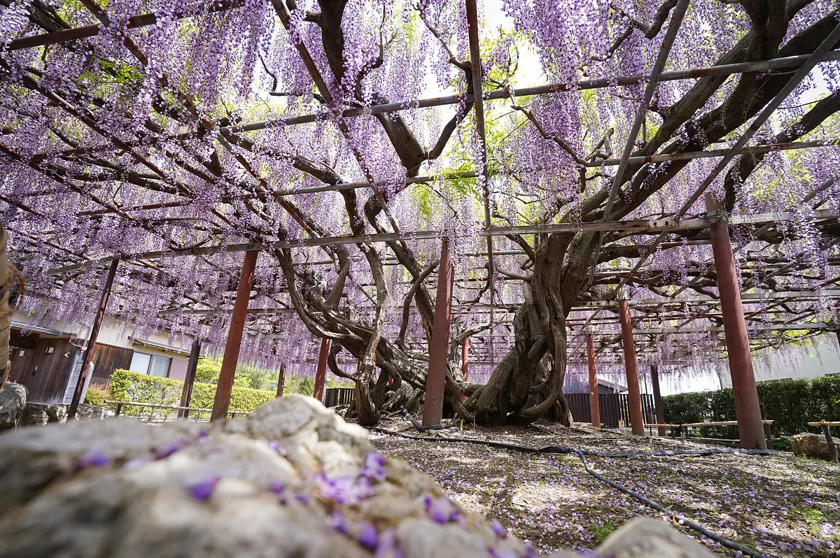 Glycine au temple Taiganji