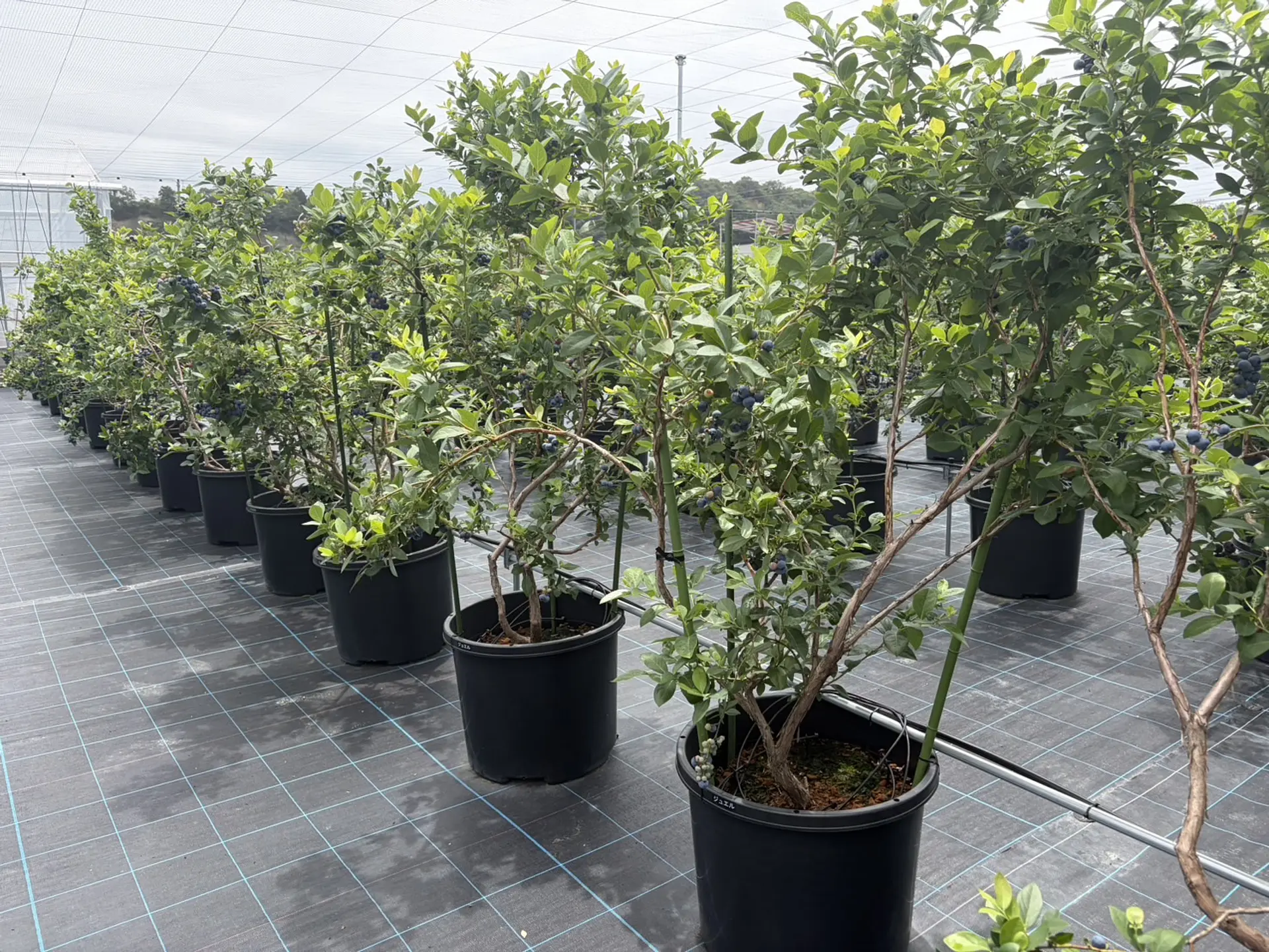 8月まで楽しめます