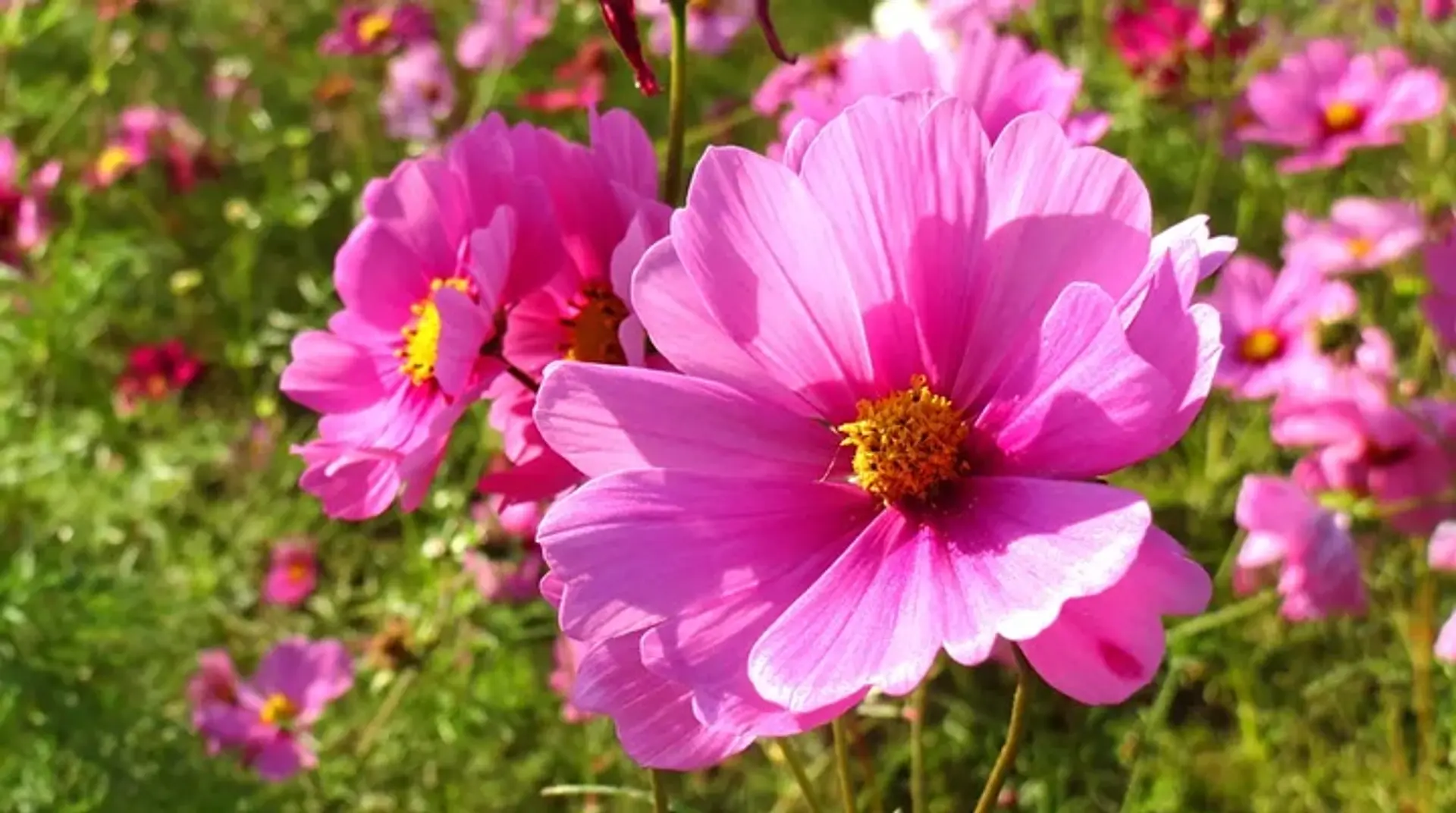 アスピア玉城 アグリのコスモス畑