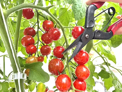 トマト狩り体験の様子