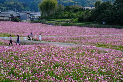 とことめの里のコスモス（7）