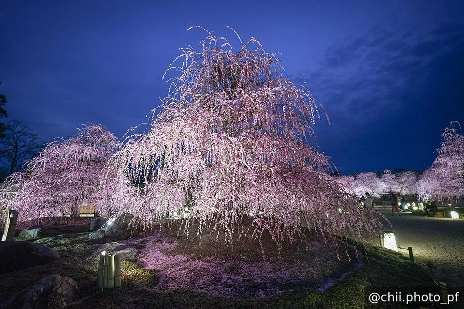 圧巻のライトアップ