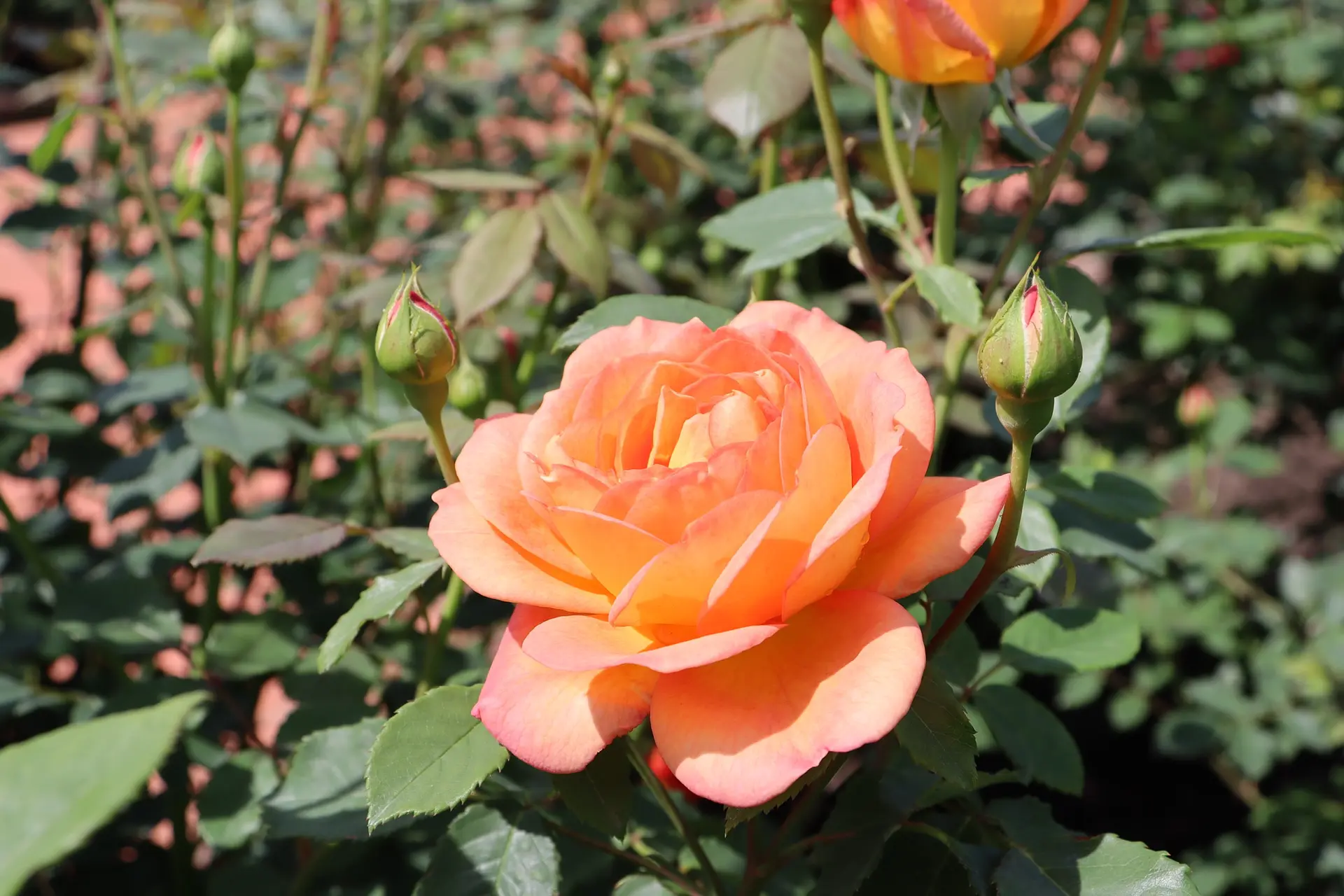 松阪農業公園ベルファーム