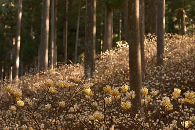 美杉のミツマタ（3）