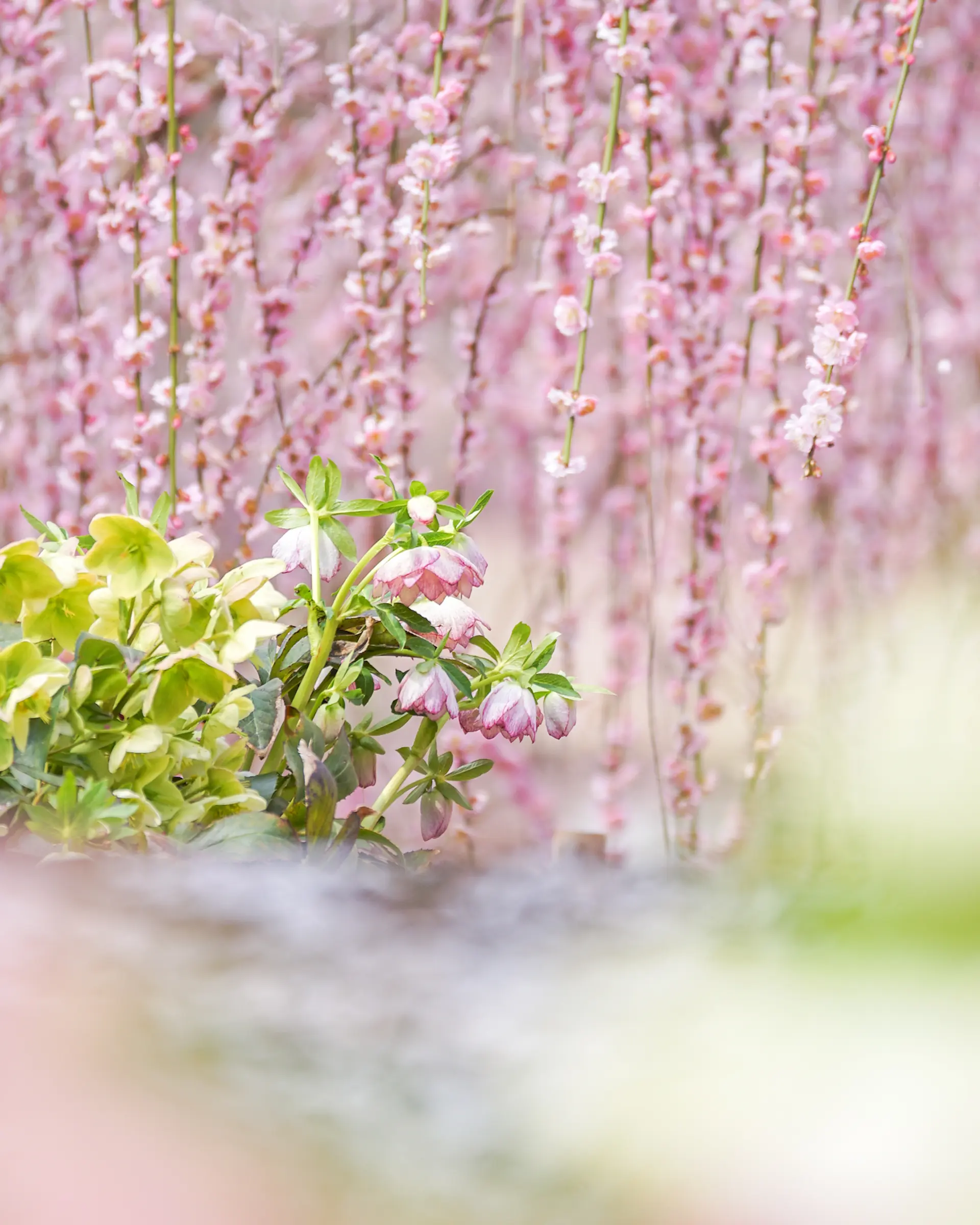 クリスマスローズ