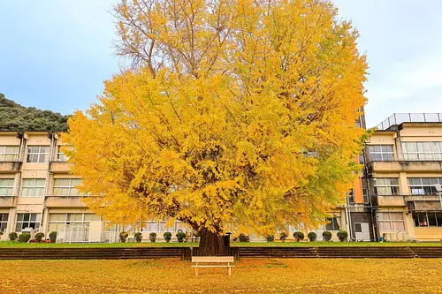 Gran árbol de ginkgo en la antigua escuela primaria Hohara