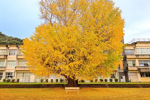 Grand ginkgo dans l&#39;ancienne école primaire de Hohara