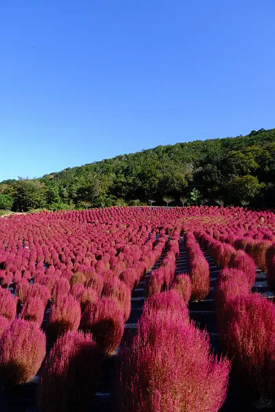 志摩市観光農園のコキア（8）