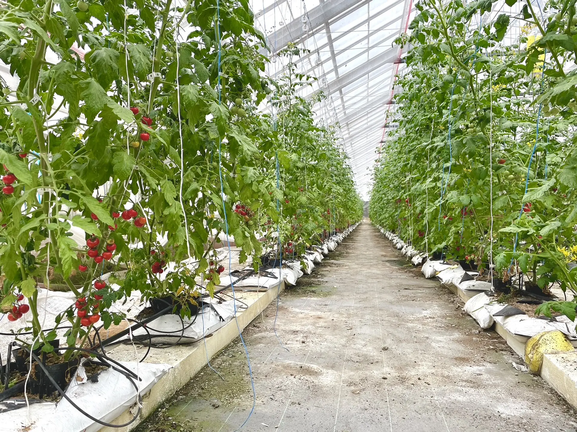 ハウス内の様子