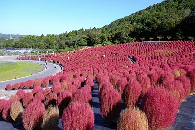 志摩市観光農園のコキア（5）