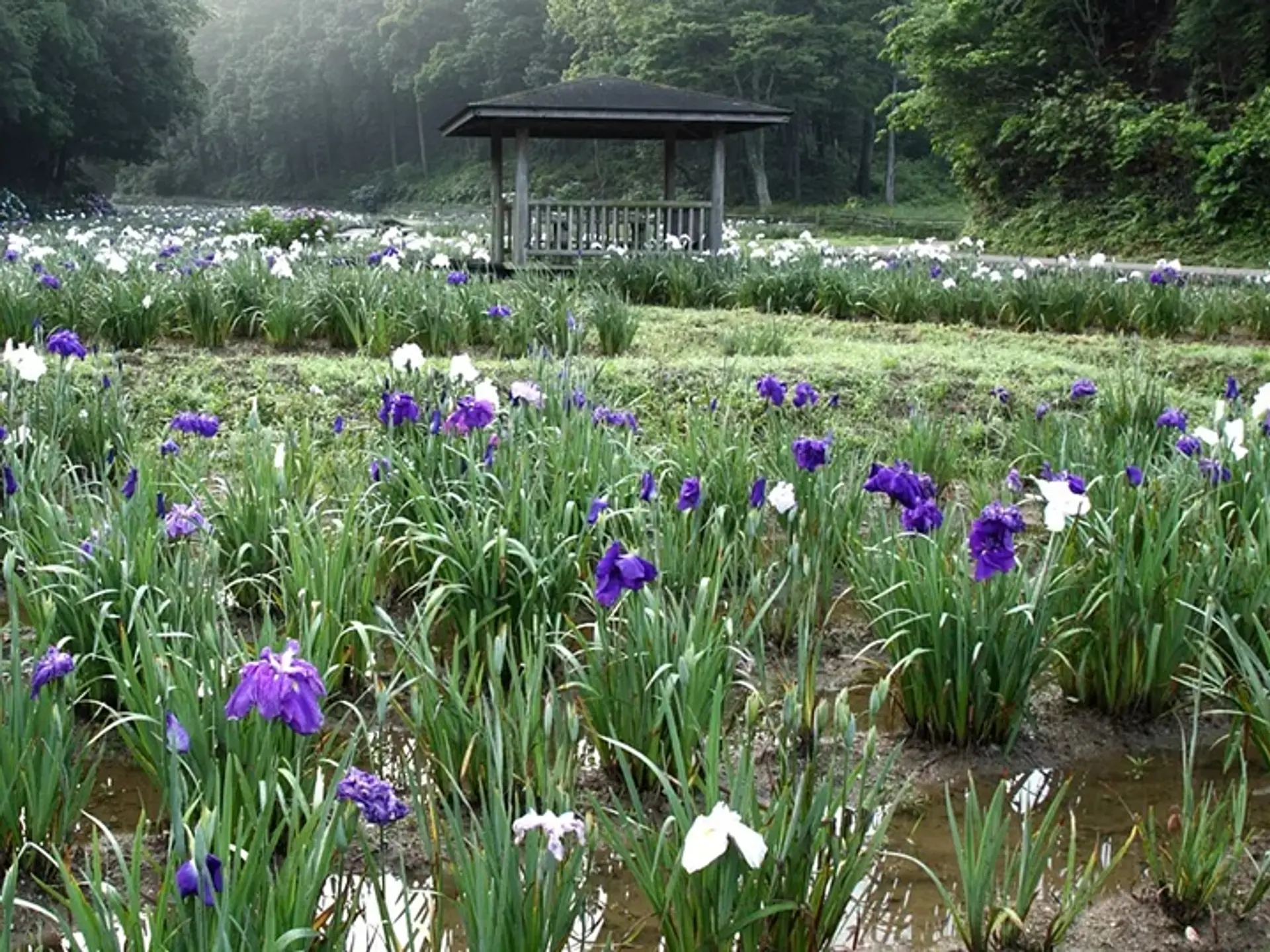 二見しょうぶロマンの森の花しょうぶ 