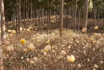 美杉のミツマタ（1）