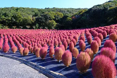 志摩市観光農園のコキア（6）