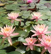 松阪農業公園ベルファームのスイレン