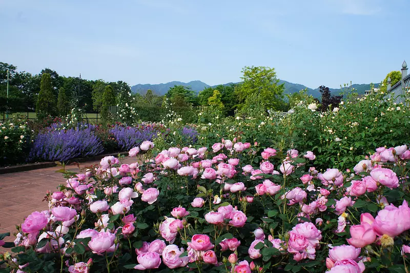 貝爾農場（BellFarm）英國花園的玫瑰園