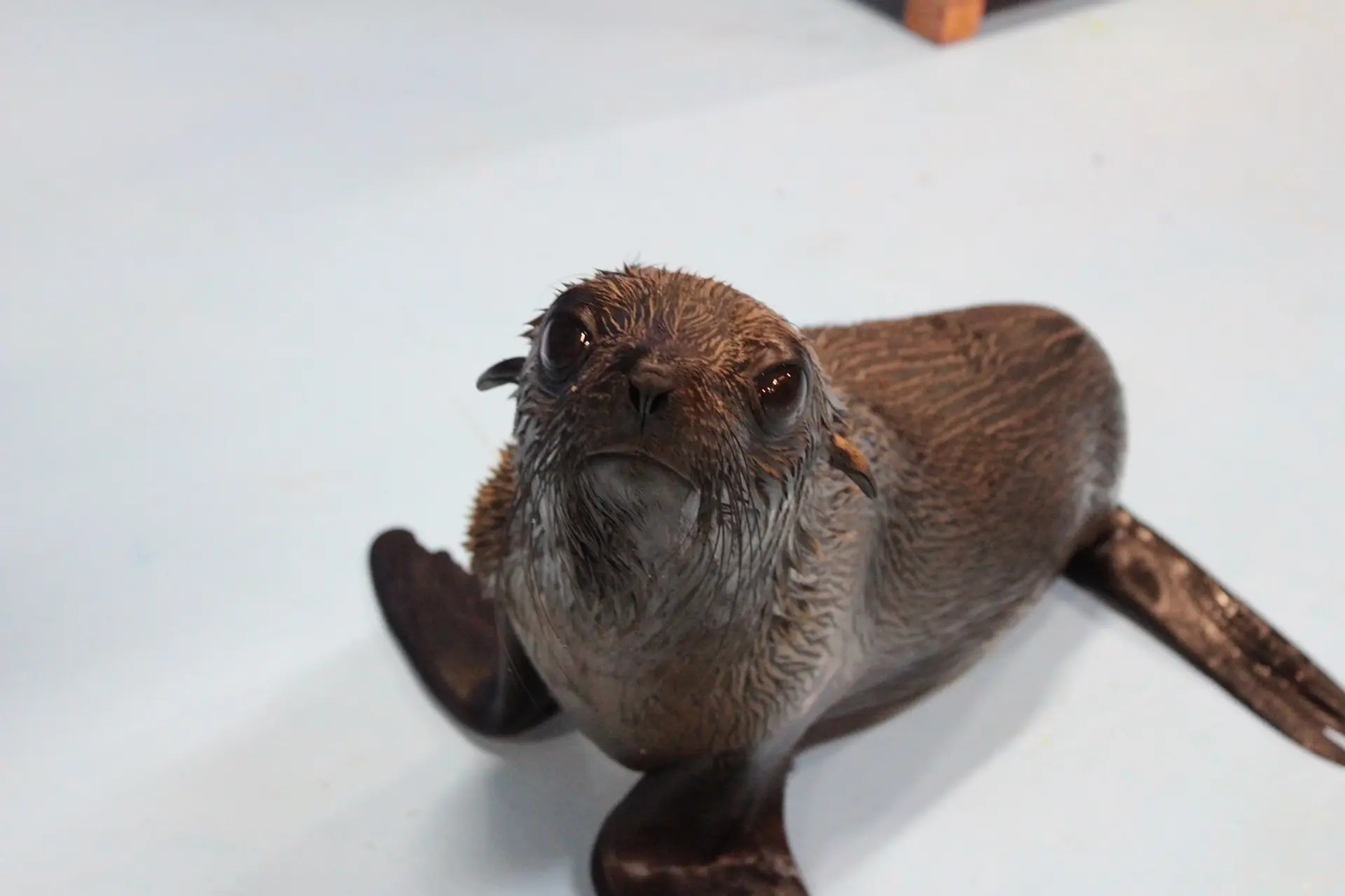 ミナミアメリカオットセイ　エマちゃん