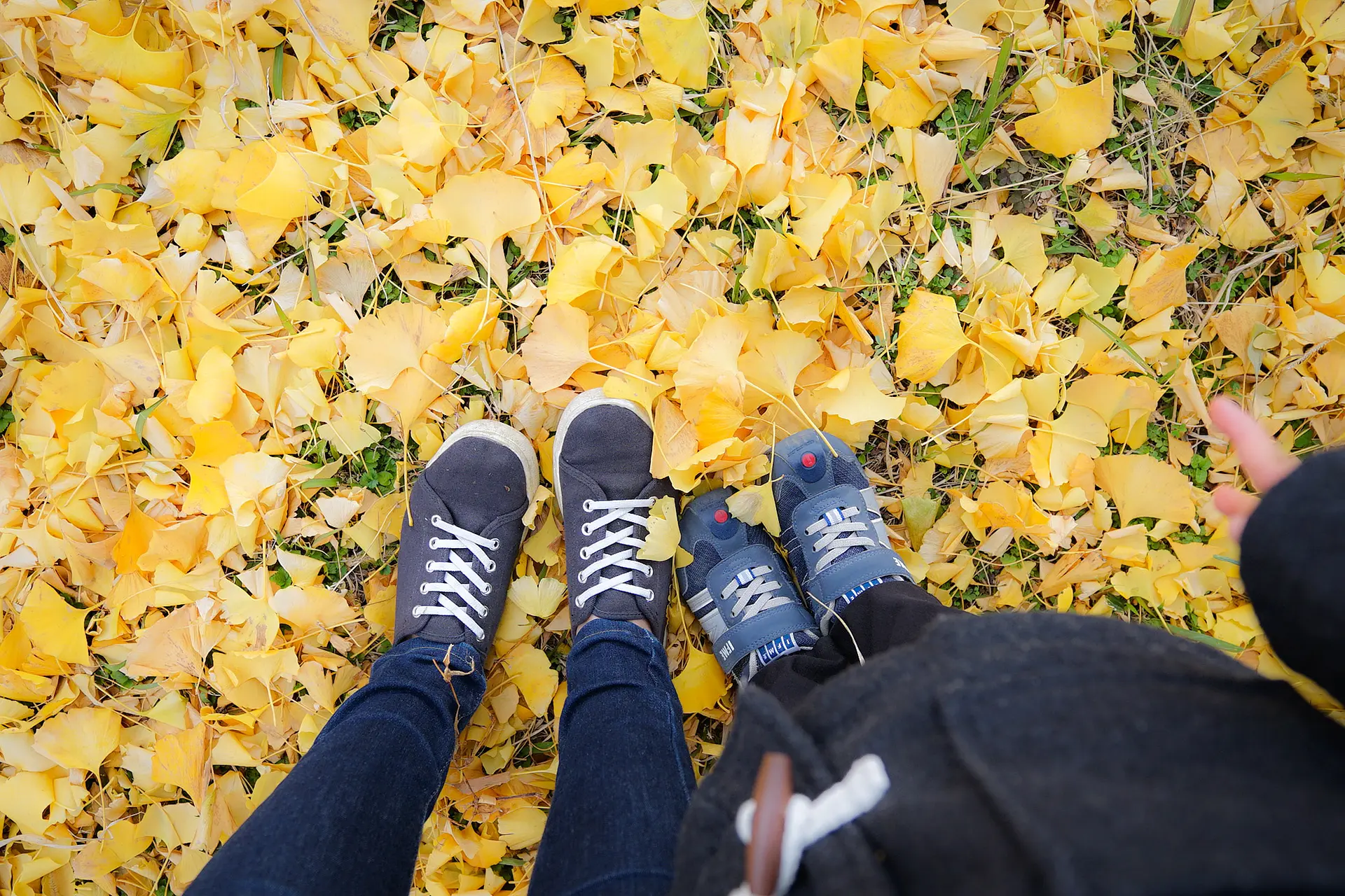 イチョウの絨毯