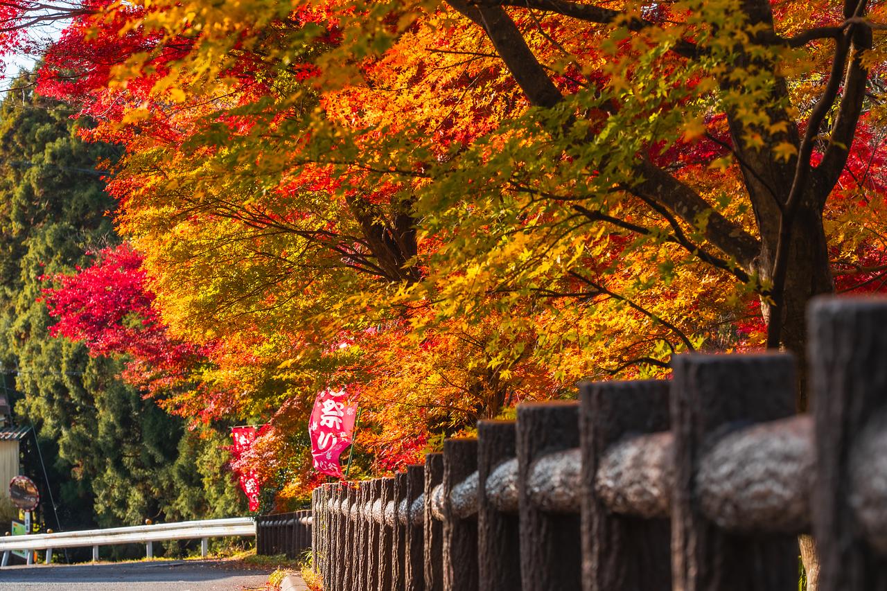 見頃間近🍁三重県四日市市の「水沢もみじ谷」紅葉の絶景をお楽しみ