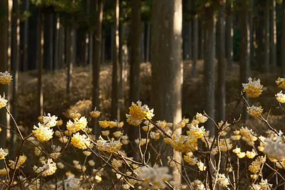 美杉のミツマタ（2）