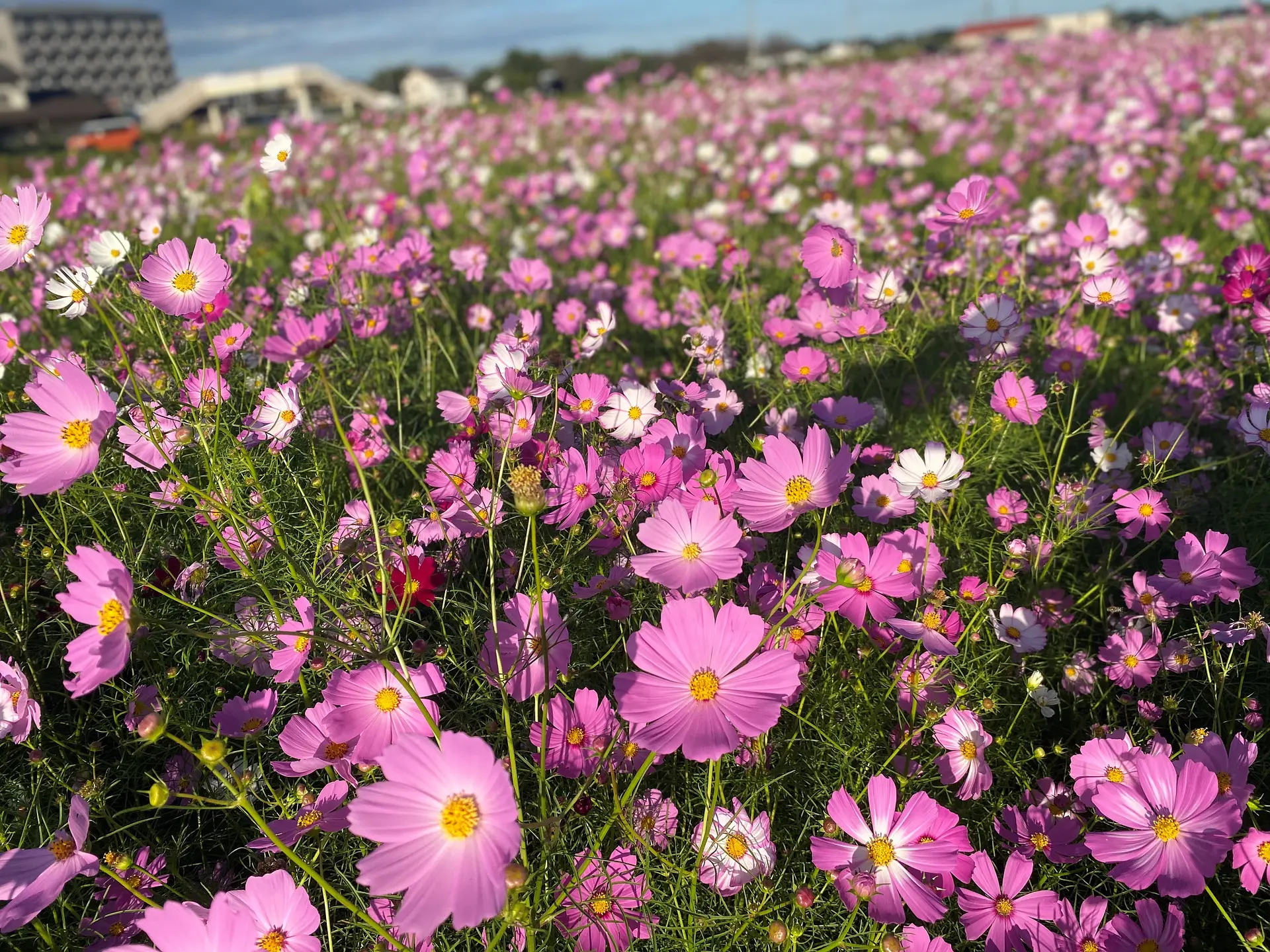 JR関駅南側のコスモス畑