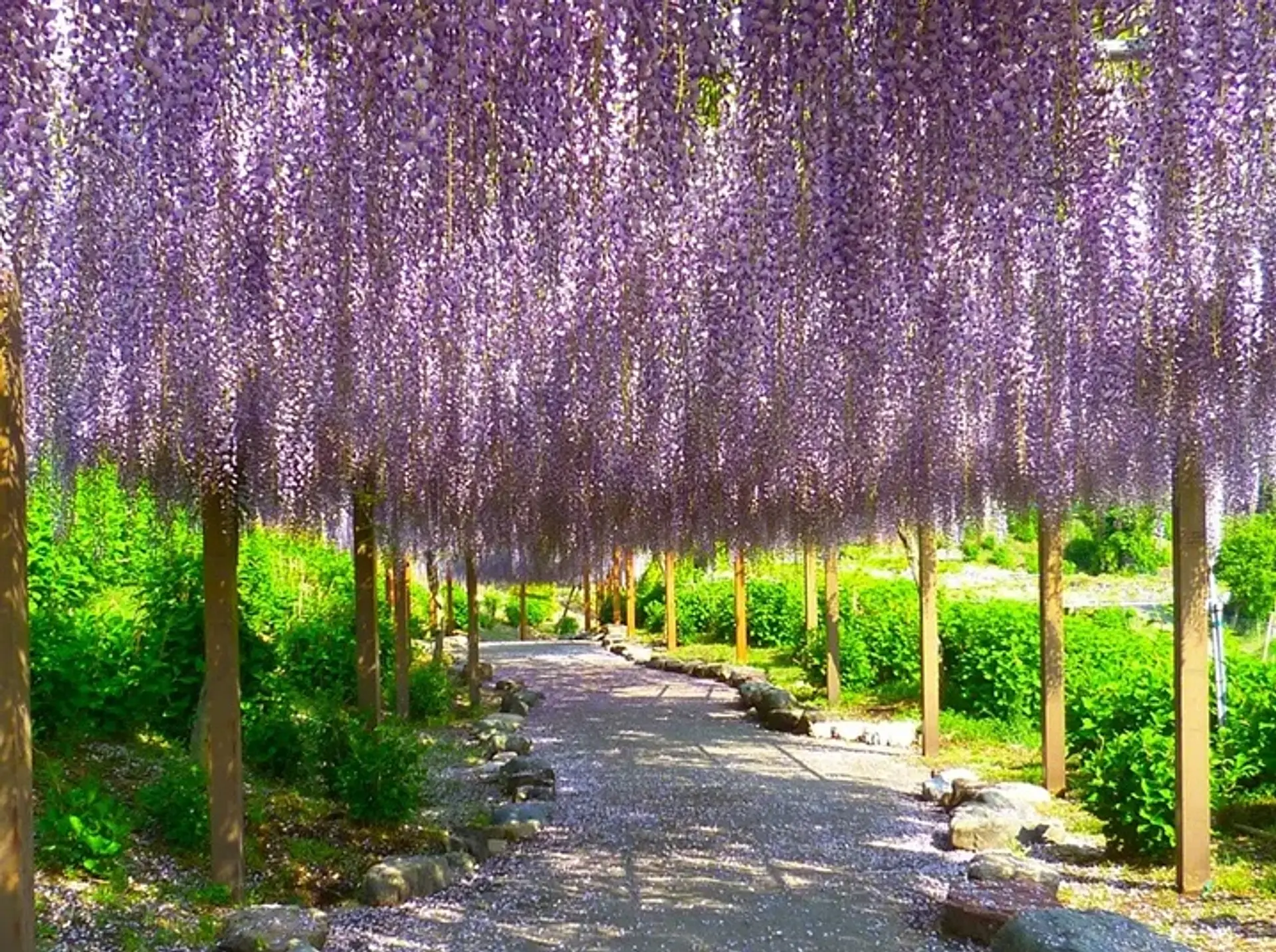 かざはやの里　藤まつり