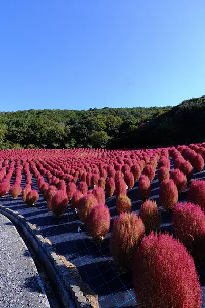 志摩市観光農園のコキア（7）