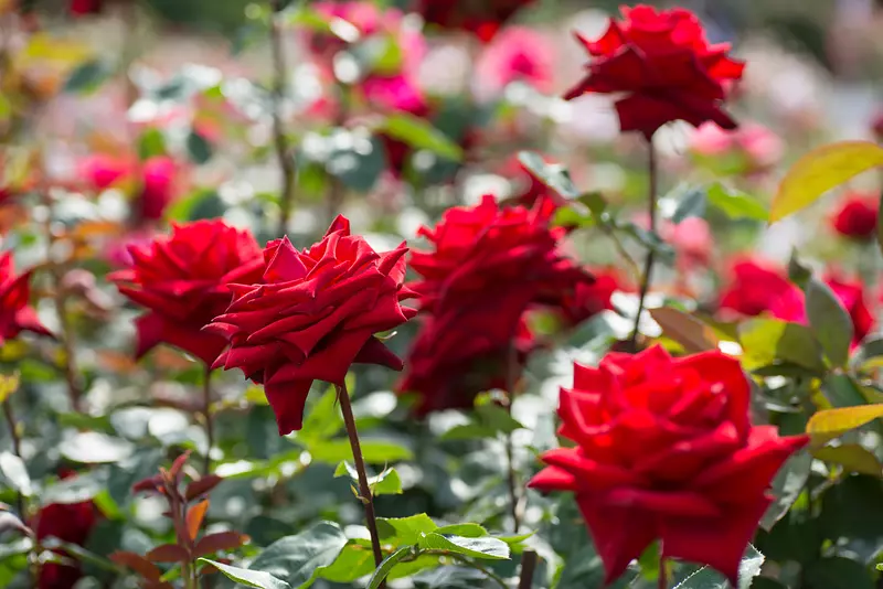 名花之裡（Nabananosato）玫瑰（海棠園內）